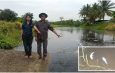 ปราจีนบุรี ชาวบ้านแจ้งผู้ใหญ่บ้านพบน้ำในคลองเหม็นปลาตาย