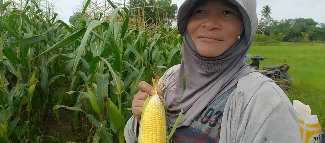 ปราจีนบุรี สาววัย50ปลูกข้าวโพดหวานขายวันละ 3,000 บาททั้งปี