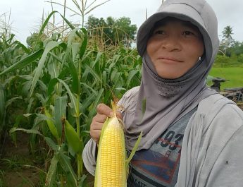 ปราจีนบุรี สาววัย50ปลูกข้าวโพดหวานขายวันละ 3,000 บาททั้งปี