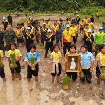 กาญจนบุรี : สังขละบุรี ร่วมแรงดำนา “นารวม” สร้างความมั่นคงทางอาหาร สืบสานวิถีชุมชน