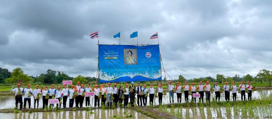 จิตอาสาบึงกาฬรวมพลัง ลงแขกดำนา “ดำนาวันแม่ เกี่ยววันพ่อ” สืบสานวิถีเกษตรไทย สร้างพลังสามัคคีชุมชน