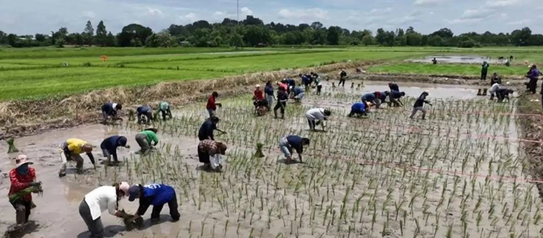 มหาสารคาม ยกระดับข้าวไทยสู่พรีเมียม “ทำนาประณีต” สร้างมูลค่า เพิ่มรายได้ให้กับเกษตรกร