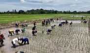 มหาสารคาม ยกระดับข้าวไทยสู่พรีเมียม “ทำนาประณีต” สร้างมูลค่า เพิ่มรายได้ให้กับเกษตรกร