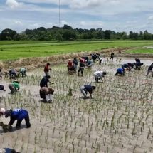 มหาสารคาม ยกระดับข้าวไทยสู่พรีเมียม “ทำนาประณีต” สร้างมูลค่า เพิ่มรายได้ให้กับเกษตรกร
