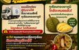 กาญจนบุรี : เตือนอย่าทำเอาจริง จับปรับจริง!! เกษตรอำเภอ เตือนภัย หลังพบเบาะแสทุเรียนจากภาคใต้ซุกตู้ทึบสวมสิทธิ์ทุเรียนทองผาภูมิ หากรู้อย่ารับมาขาย หวั่นเสียชื่อ แถมหนอนเจาะเปลือกระบาด เศรษฐกิจพัง