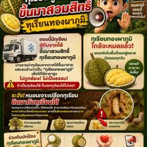 กาญจนบุรี : เตือนอย่าทำเอาจริง จับปรับจริง!! เกษตรอำเภอ เตือนภัย หลังพบเบาะแสทุเรียนจากภาคใต้ซุกตู้ทึบสวมสิทธิ์ทุเรียนทองผาภูมิ หากรู้อย่ารับมาขาย หวั่นเสียชื่อ แถมหนอนเจาะเปลือกระบาด เศรษฐกิจพัง