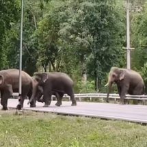 กาญจนบุรี : ผอ.สำนัก 3 (บ้านโป่ง) นั่งหัวโต๊ะถกแก้ไขปัญหาช้างป่า ขสป.สลักพระออกนอกพื้นที่