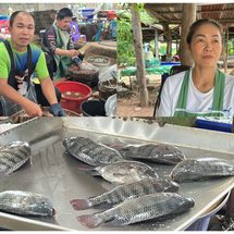 กาฬสินธุ์ แม่ค้าเชื่อปลาหมอคาดำไม่ทำตลาดอาหารปลาซบเซา แต่เป็นห่วงชาวประมงลุ่มน้ำ ขณะประมงลุยเก็บตัวอย่าง เผยข้อสังเกตตระเวนทั่วเขื่อนแต่พบเพียงจุดเดียวจากอินฟูคนเดิม