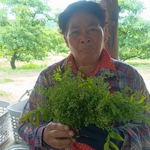 ปราจีนบุรี สะเดามันทวายขาวผ่องโลละ140