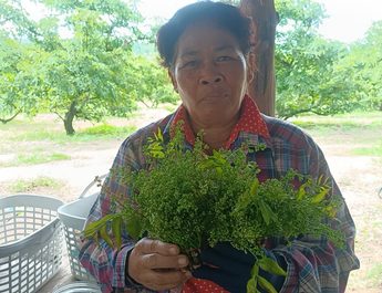 ปราจีนบุรี สะเดามันทวายขาวผ่องโลละ140