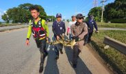 ปราจีนบุรี เจ้าหน้าที่ล่าไอ้เข้ขึ้นข้างบ่อข้างถนน