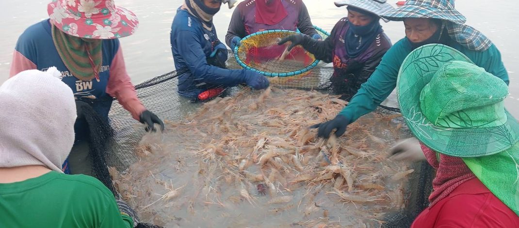 กาฬสินธุ์วิกฤตกุ้งก้ามกรามขาดแคลน แผนสำรองเตรียมเสิร์ฟปีใหม่กลุ่มละ 30 ตัน
