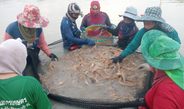 กาฬสินธุ์วิกฤตกุ้งก้ามกรามขาดแคลน แผนสำรองเตรียมเสิร์ฟปีใหม่กลุ่มละ 30 ตัน