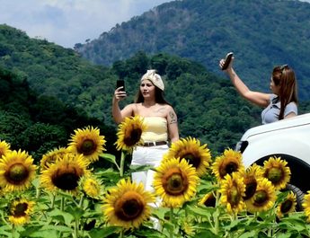 ลพบุรี เหลืองอร่ามบานสะพรั่งกลางหุบเขาทานตะวันปลายฝนต้นหนาวไร่จำรัส