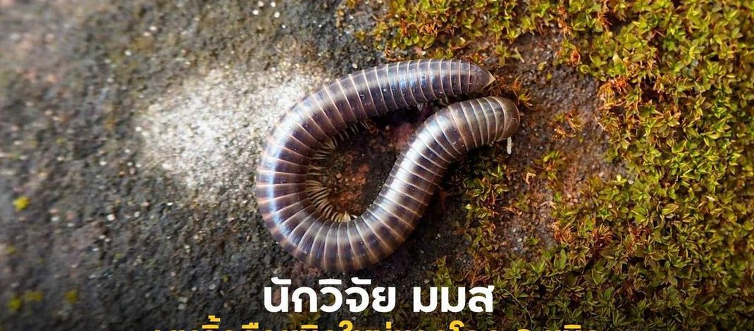 นักวิจัย มมส พบกิ้งกือชนิดใหม่ของโลก 2 ชนิด พร้อมไขปริศนาการจำแนกผิดชนิด