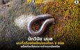 นักวิจัย มมส พบกิ้งกือชนิดใหม่ของโลก 2 ชนิด พร้อมไขปริศนาการจำแนกผิดชนิด