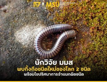 นักวิจัย มมส พบกิ้งกือชนิดใหม่ของโลก 2 ชนิด พร้อมไขปริศนาการจำแนกผิดชนิด