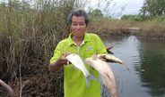 ปราจีนบุรี พบปลาตายจำนวนมากในแหล่งน้ำสาธารณะ หลังน้ำท่วมต่อเนื่องหลายวัน