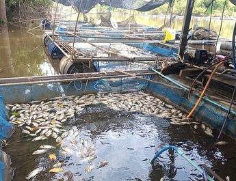 ปราจีนบุรี ผู้ประกอบการเลี้ยงปลากระชังวอนภาครัฐช่วย