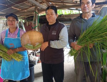 สกลนคร เปิดฤดูกาลผลิตข้าวเม่าแม่นกสูตรโบราณตำใหม่สดทุกวัน