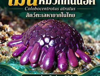 พังงา/เม่นทะเลหมวกกันน็อก นักรบตัวจิ๋วที่ท้าทายกับคลื่นทะเล