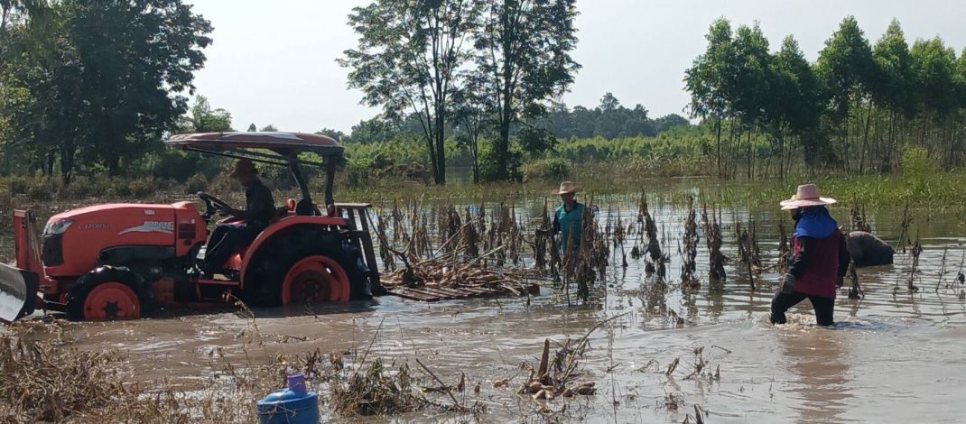 ปราจีนบุรี ถนน304ผ่านได้แล้วชาวไร่มันถ่ายคลิปถอนมันหนีน้ำท่วม