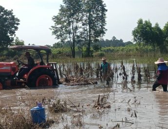 ปราจีนบุรี ถนน304ผ่านได้แล้วชาวไร่มันถ่ายคลิปถอนมันหนีน้ำท่วม