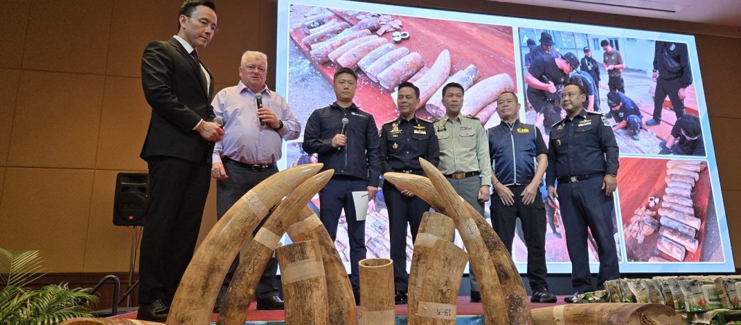 กรมศุลกากร ตรวจสอบตู้สินค้าต้องสงสัย พบ ไม้ 32 ท่อนซุกซ่อนงาช้าง 446 ท่อน พร้อมซากสัตว์ ณ ท่าเรือแหลมฉบัง เตรียมดำเนินการขยายผลตามกฎหมาย