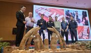 กรมศุลกากร ตรวจสอบตู้สินค้าต้องสงสัย พบ ไม้ 32 ท่อนซุกซ่อนงาช้าง 446 ท่อน พร้อมซากสัตว์ ณ ท่าเรือแหลมฉบัง เตรียมดำเนินการขยายผลตามกฎหมาย